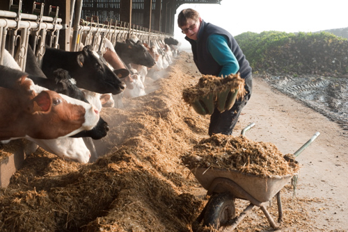 Batrice CRETON leveur de vaches laitres