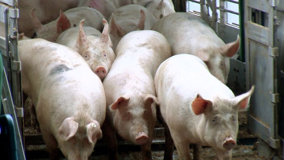 170905_Le vrai prix de la viande pas chère