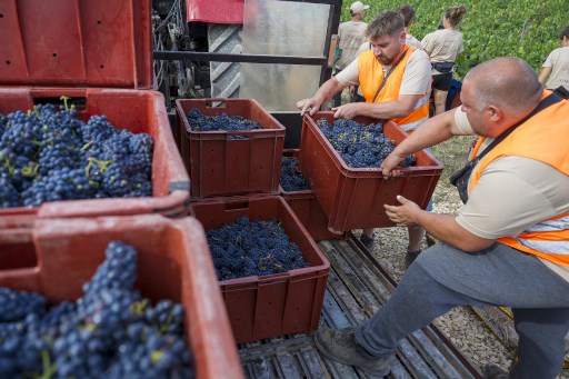 Accidents mortels, conditions de travail aberrantes : aux vendanges de Champagne, le calvaire des saisonniers ne fait qu'empirer